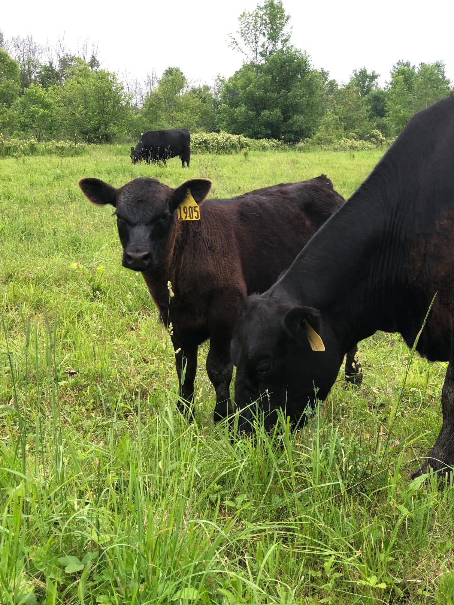 Grass Fed Beef from Michigan Family Farm